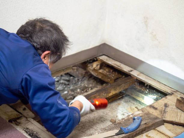 Best Mold Damage Repair  in Nes, IL