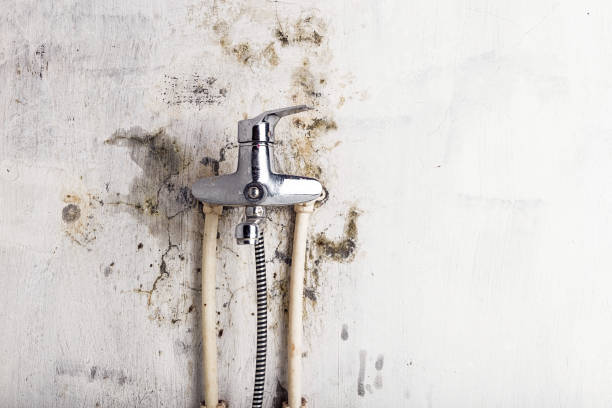 Trusted Niles, IL Mold Removal Experts