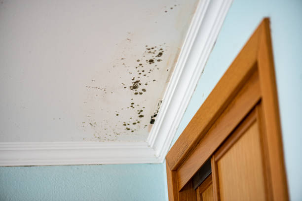 Best Mold Remediation  in Nes, IL