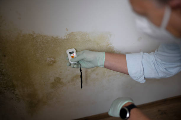 Best Mold Removal Company Near Me  in Nes, IL