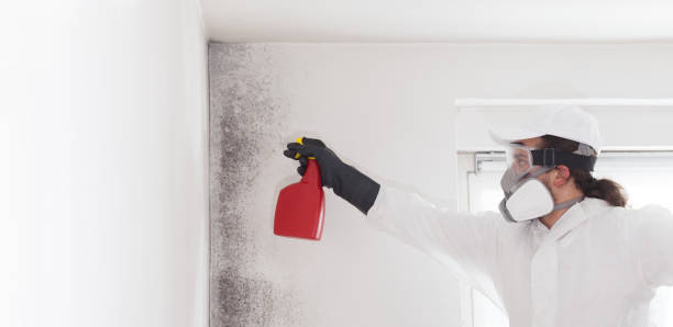 Best Emergency Mold Removal  in Nes, IL