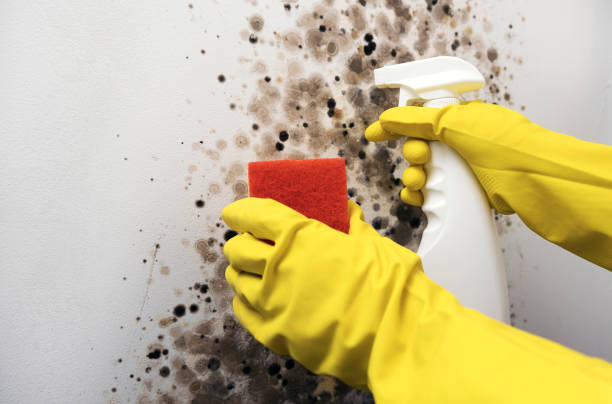 Best Residential Mold Removal  in Nes, IL