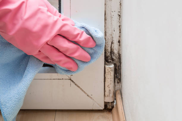 Best Home Mold Removal  in Nes, IL